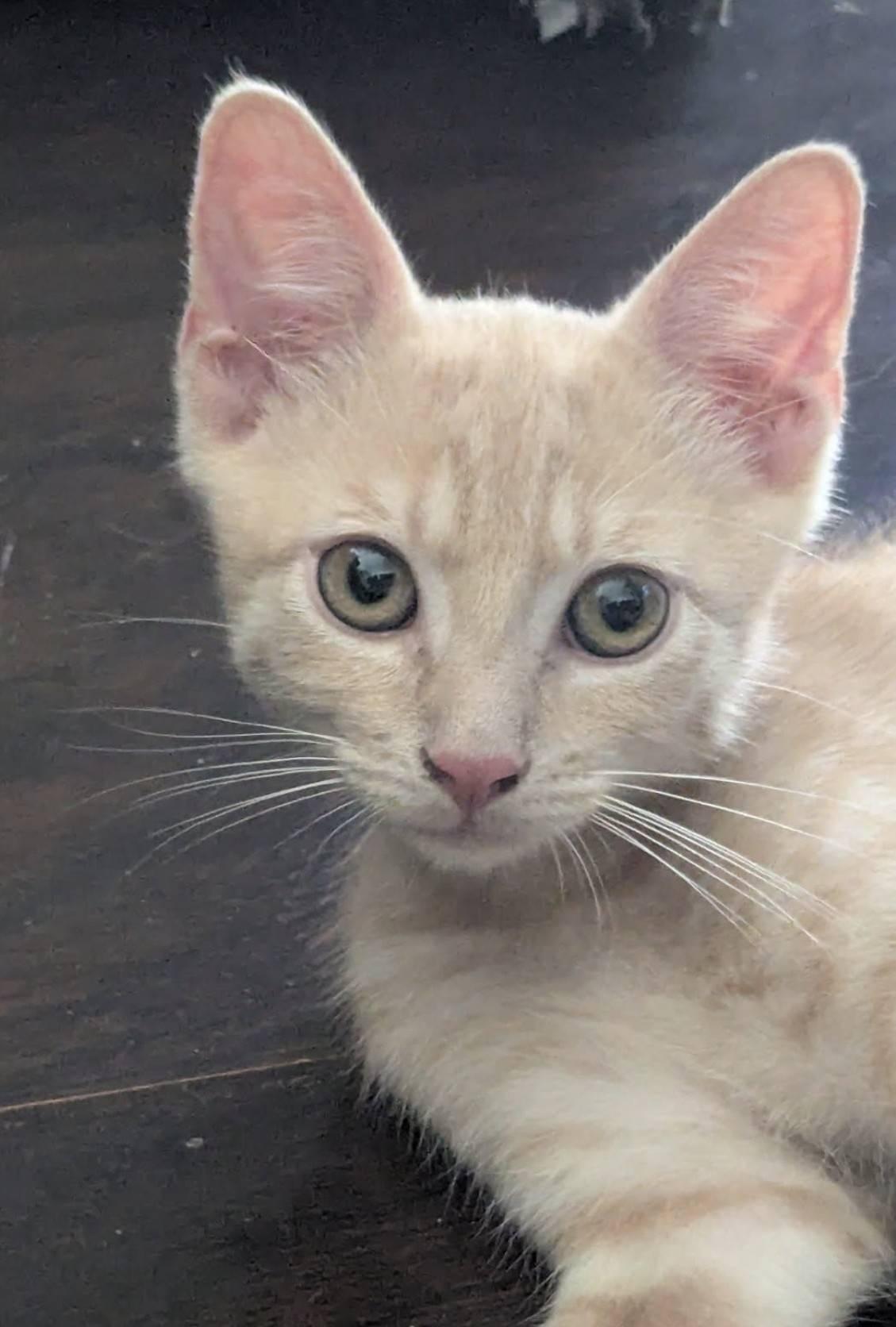 Enlarge Kitten Nikolai, a Adopted Domestic Short Hair in Seal Beach, CA image 1/3