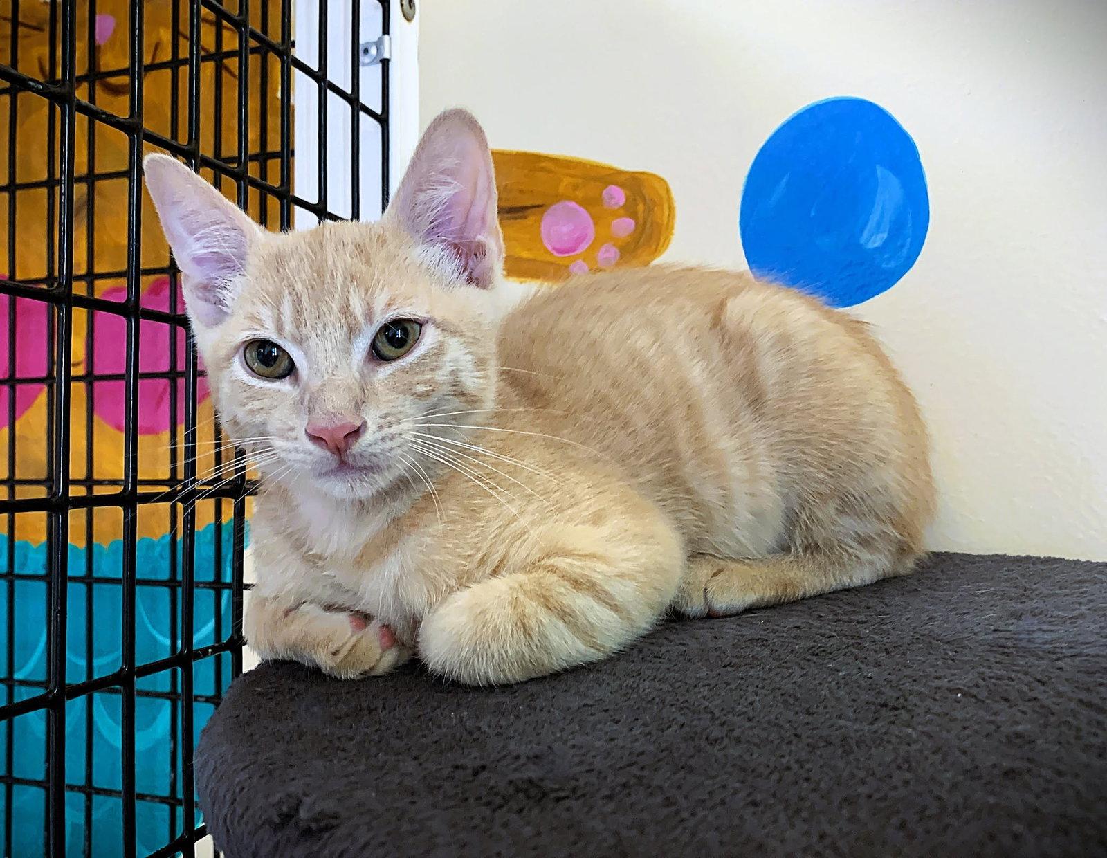 Enlarge Kitten Nikolai, a Adopted Domestic Short Hair in Seal Beach, CA image 3/3