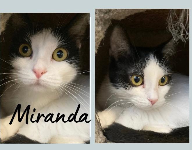 Miranda Lambert, Adoptable, Young Female Domestic Short Hair.