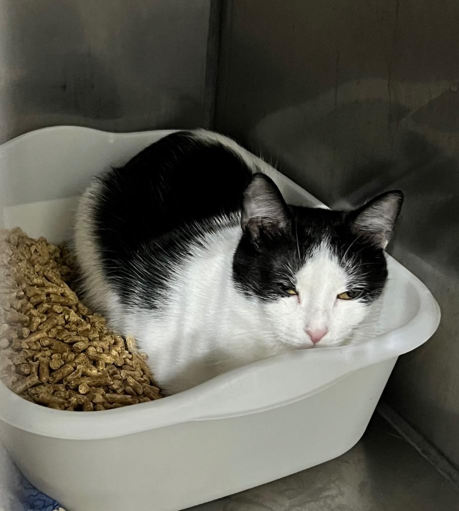 Enlarge Miranda Lambert, a Adoptable mixed breed in Pierceton, IN image 2/2