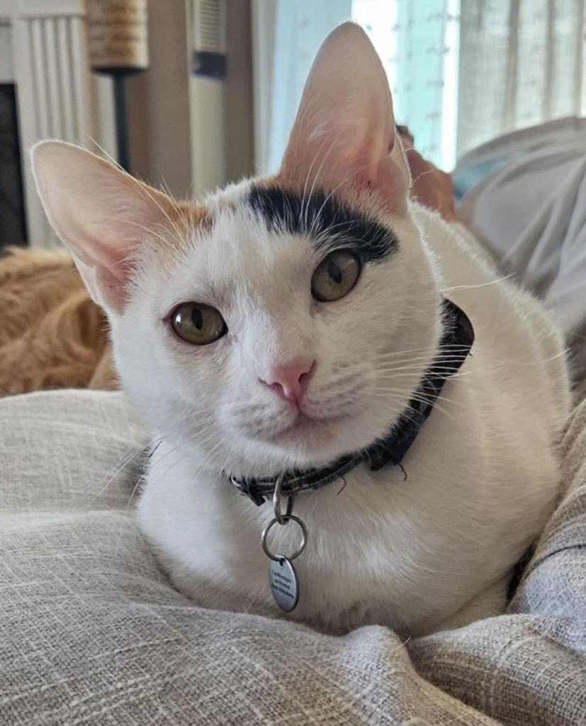 Enlarge Matilda Jane, a Adoptable mixed breed in Hot Springs, AR image 1/1