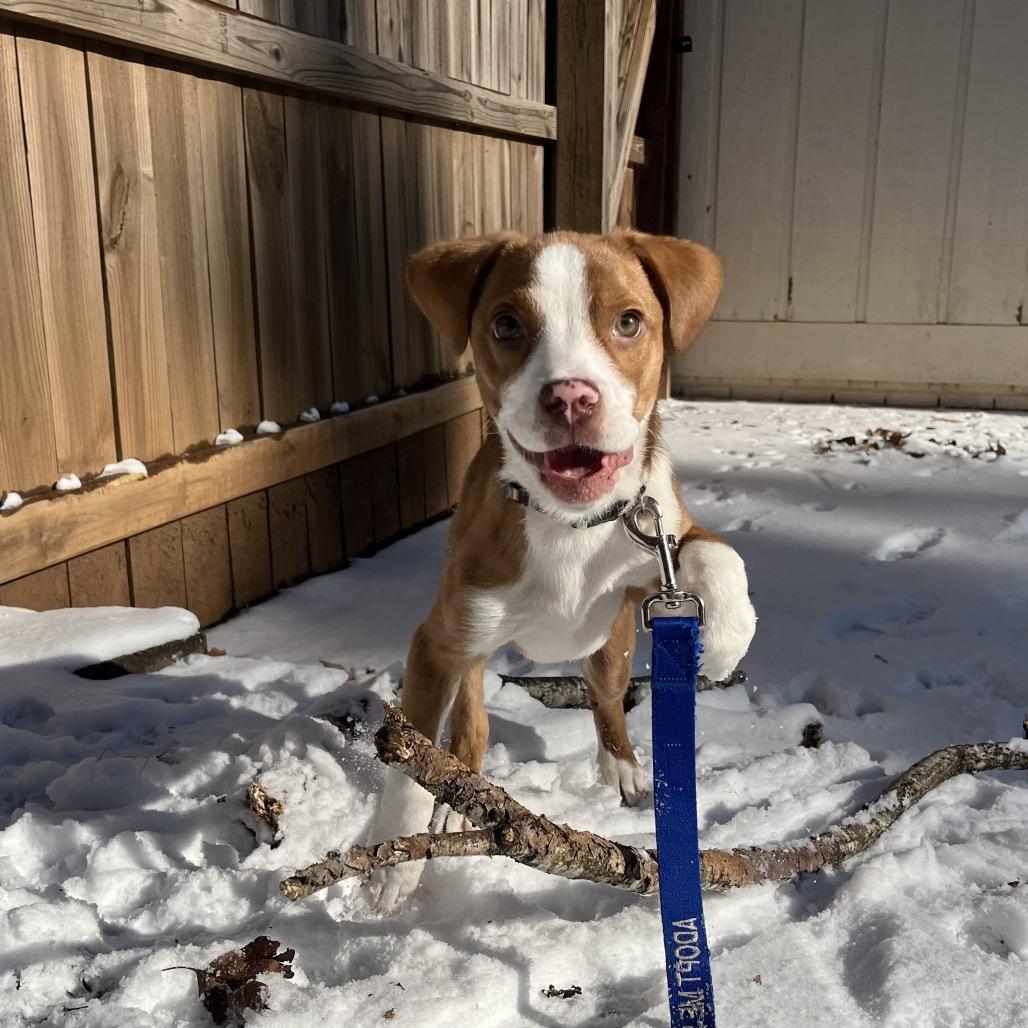 Max, Adoptable, Puppy Male Mixed Breed.