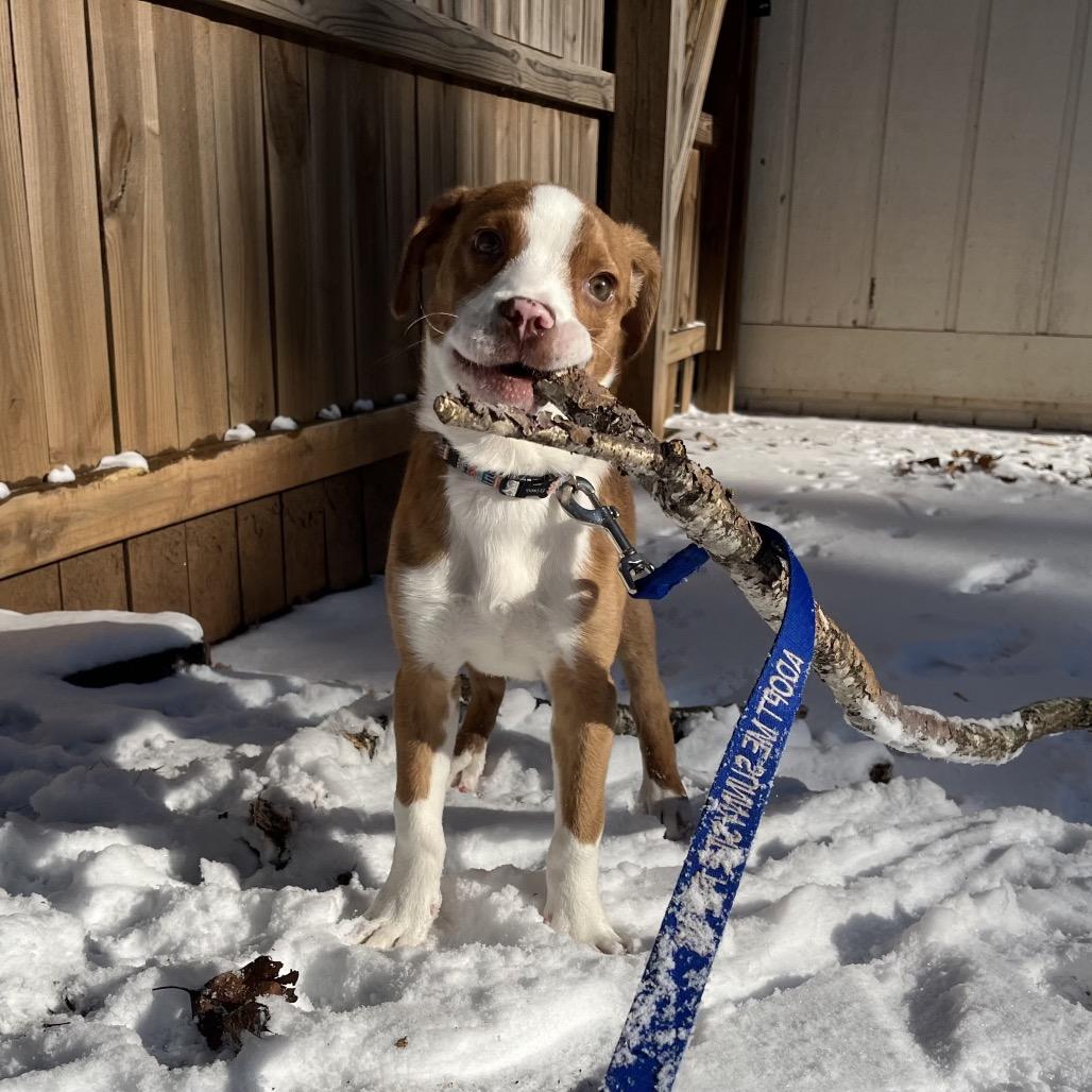 Max, a Adoptable Mixed Breed in Durham, NC image 2/6