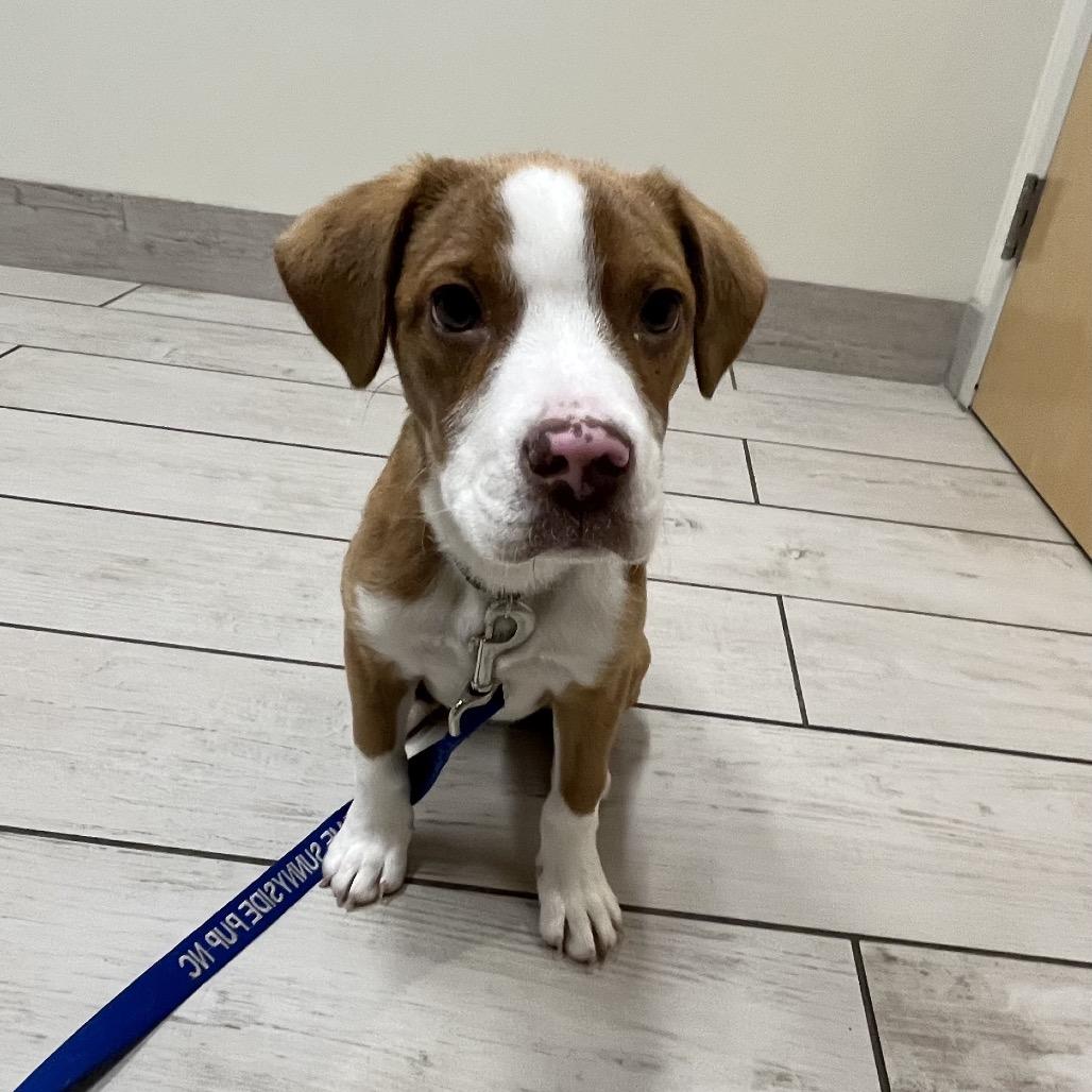 Max, a Adoptable Mixed Breed in Durham, NC image 3/6