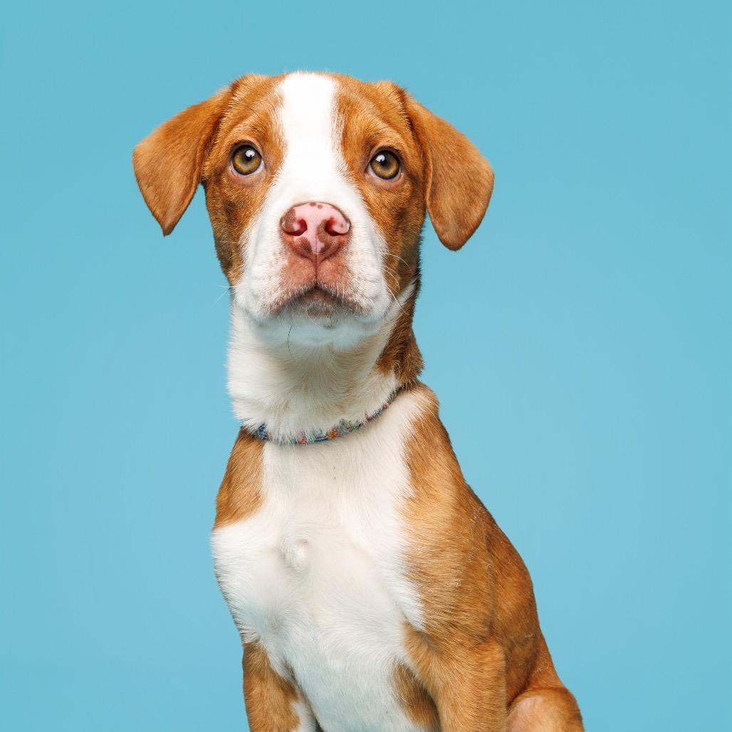 Max, a Adoptable Mixed Breed in Durham, NC image 6/6