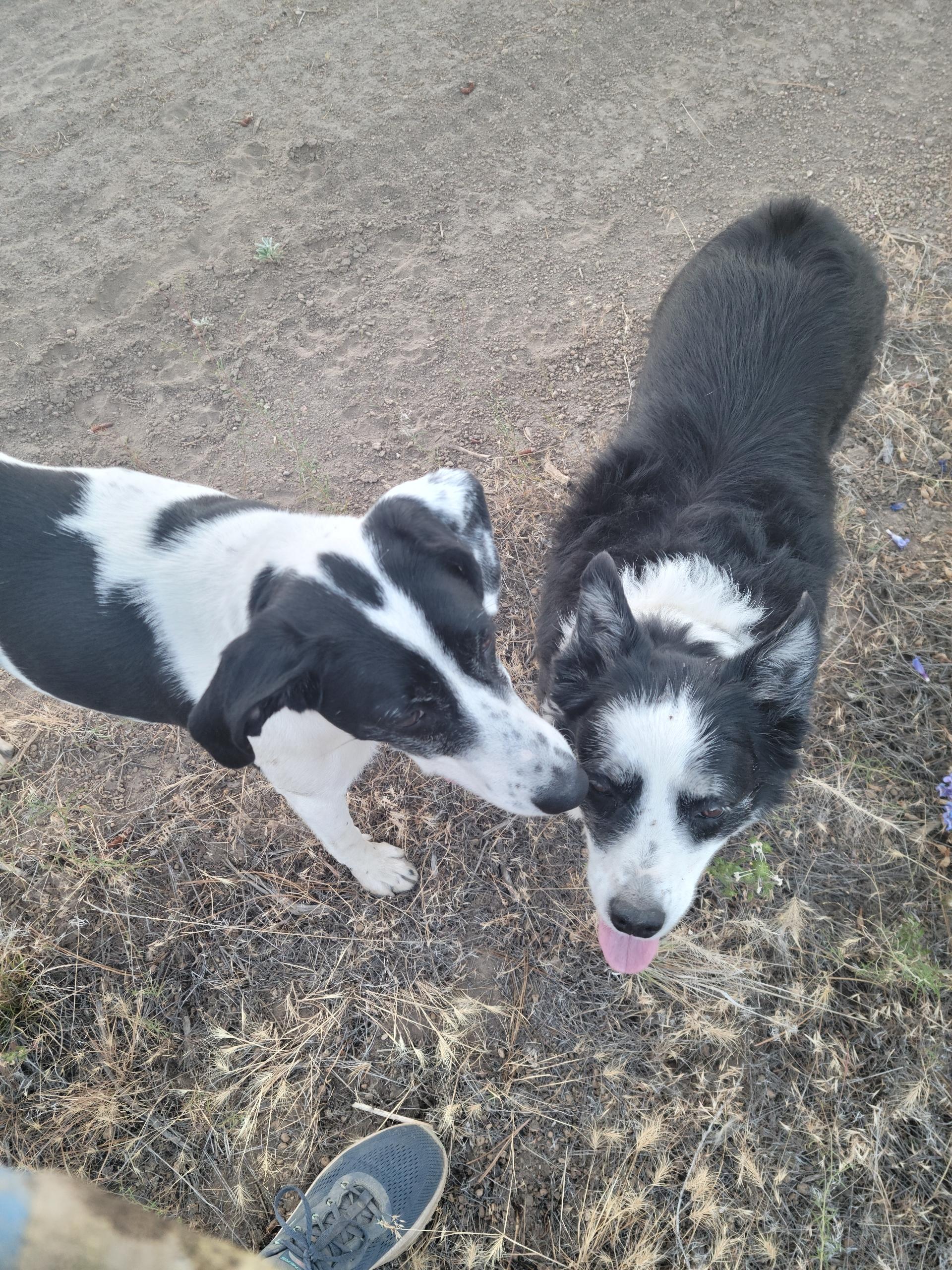 Presley, an adoptable Border Collie in Bend, OR, 97702 | Photo Image 6