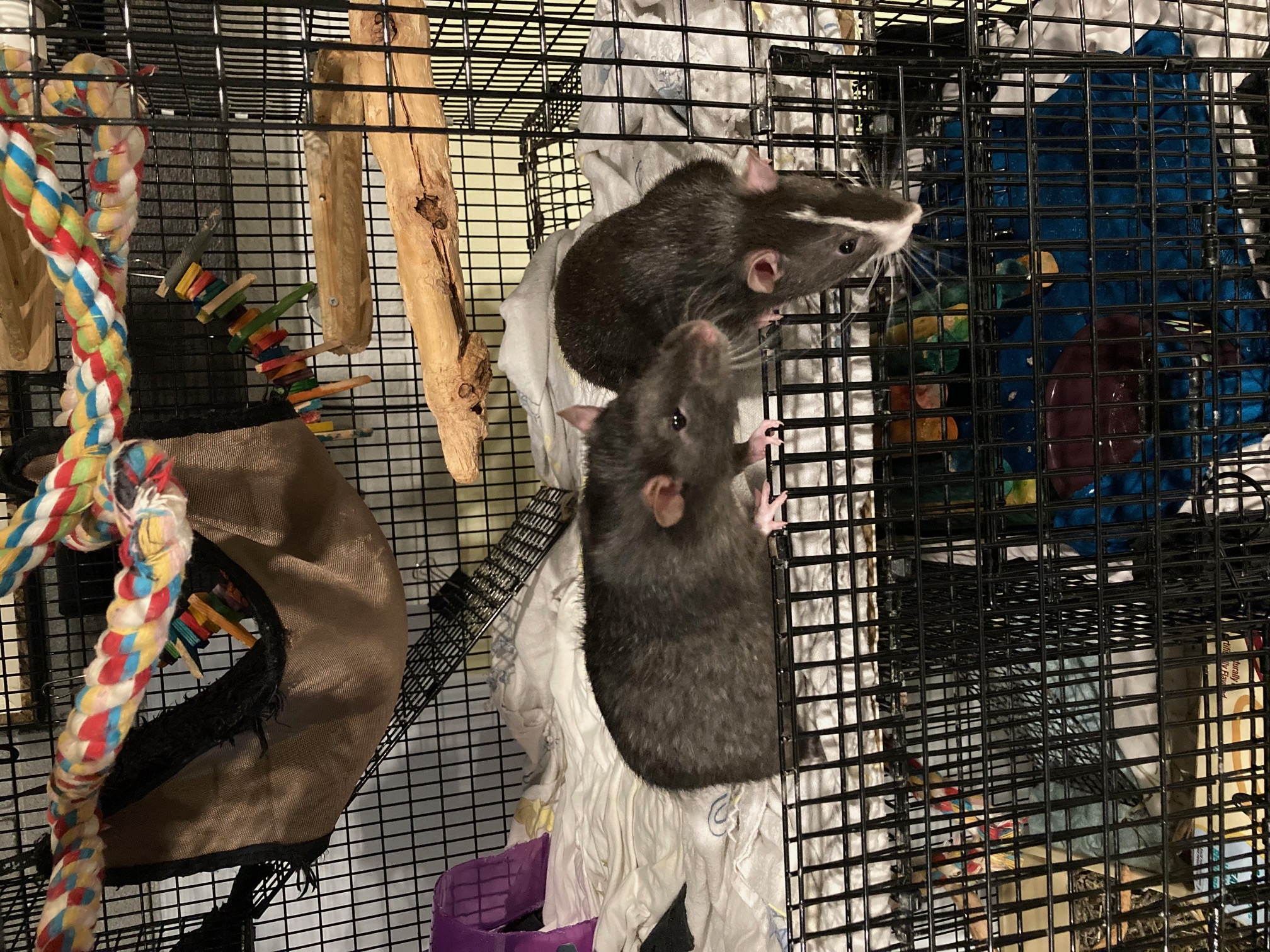 Rat for adoption Blaze & Brownie, a Rat in Grand Rapids, MI Petfinder