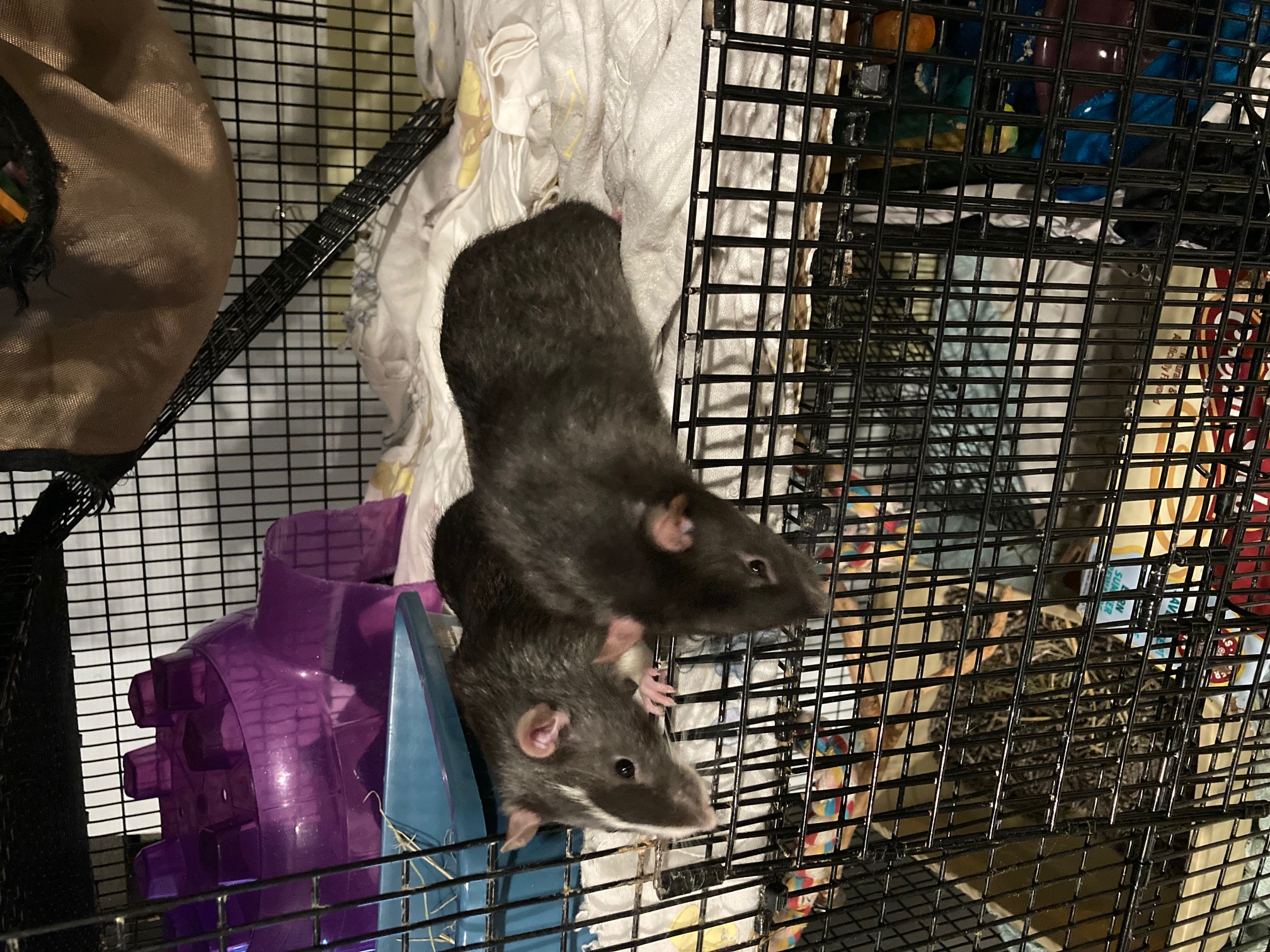 Rat for adoption Blaze & Brownie, a Rat in Grand Rapids, MI Petfinder