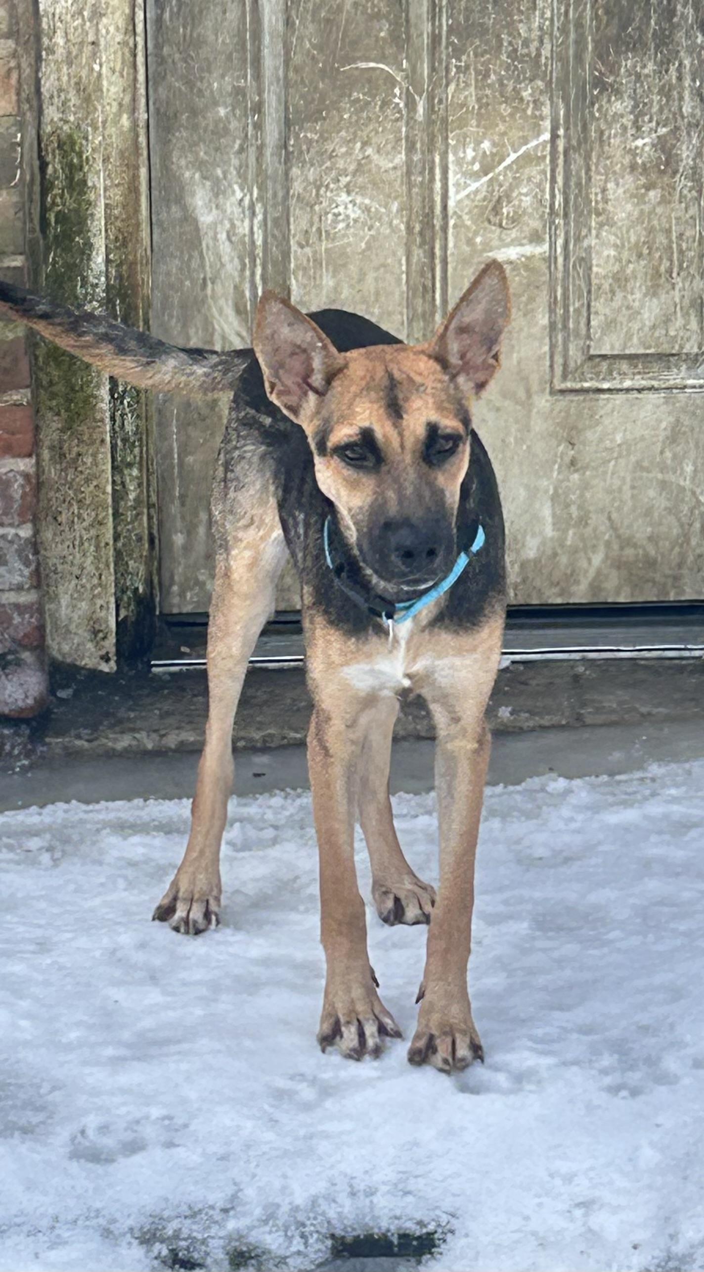 Erika, ADOPTABLE, Young Female German Shepherd Dog.