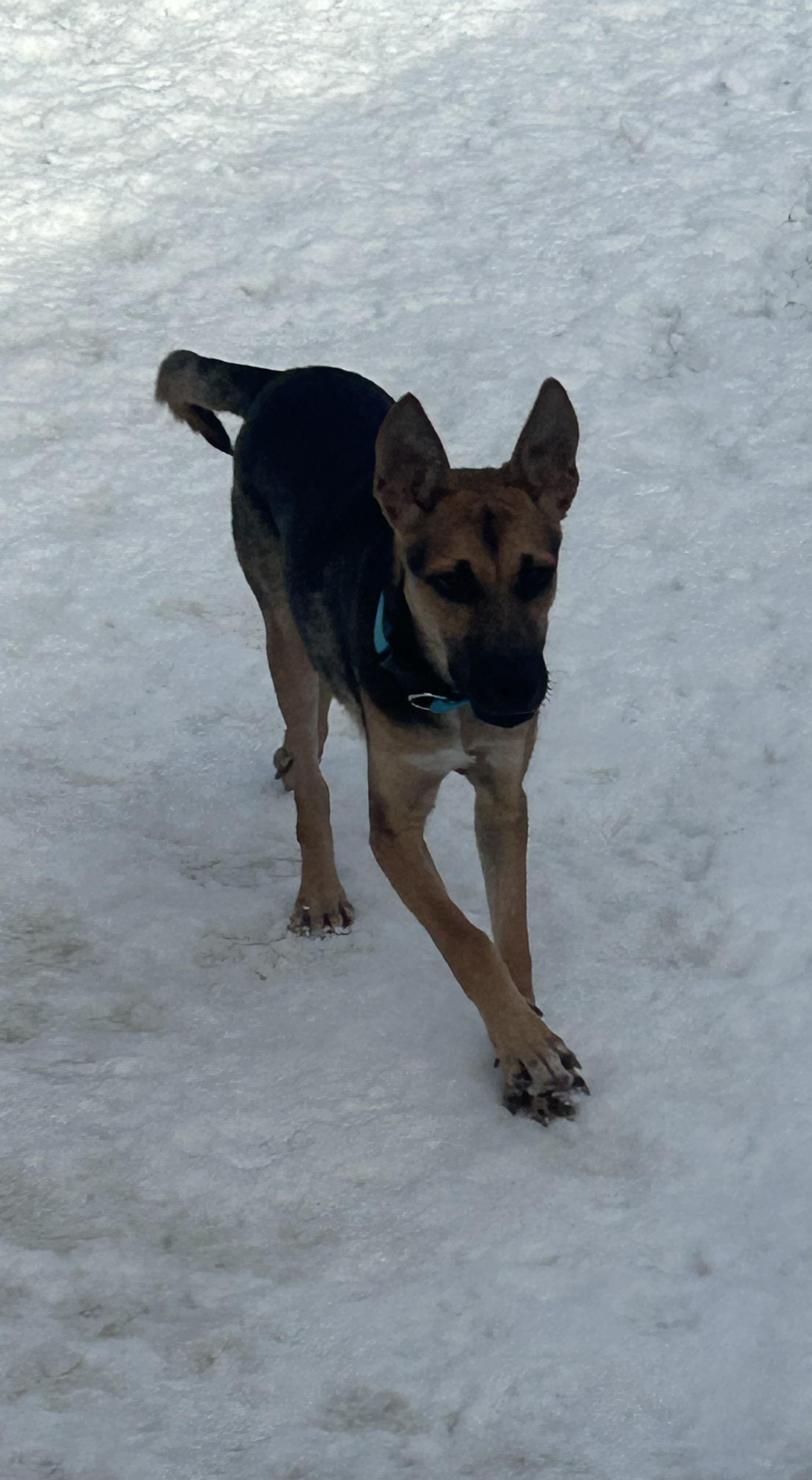 Enlarge Erika, a ADOPTABLE mixed breed in Chelsea, VT image 2/3