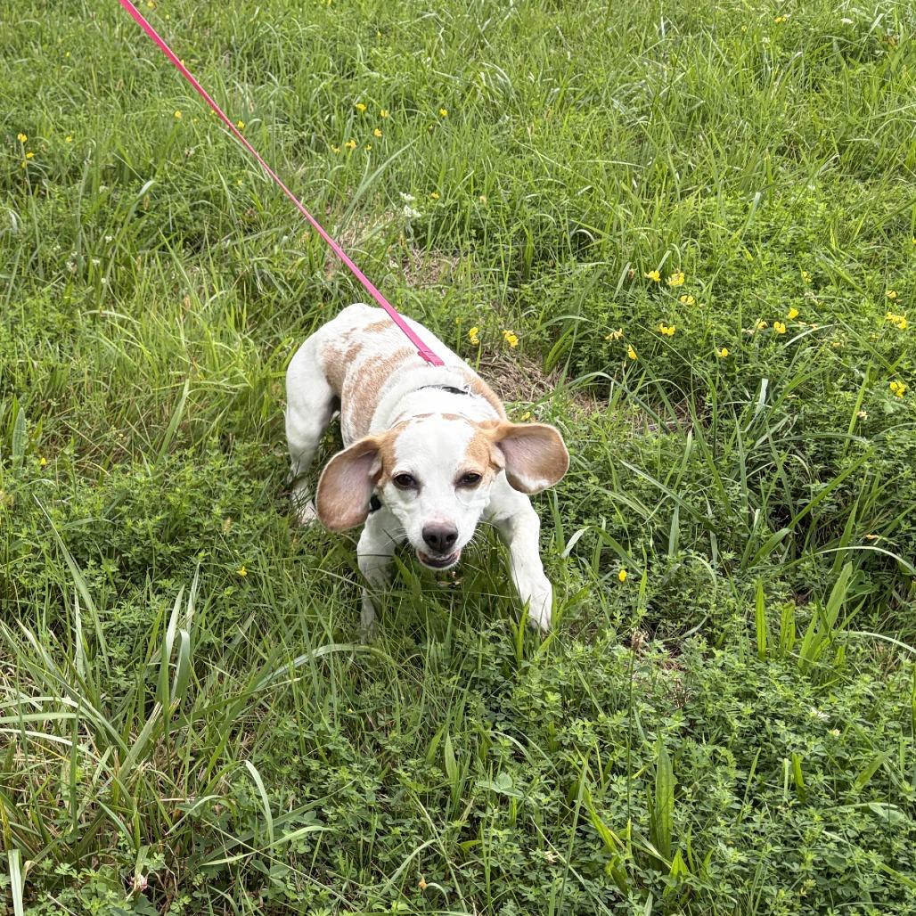 Lucy, a Adoptable Beagle in South Burlington, VT image 2/6