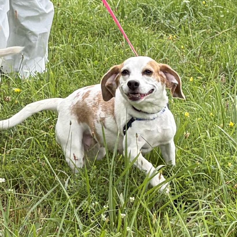 Lucy, a Adoptable Beagle in South Burlington, VT image 3/6
