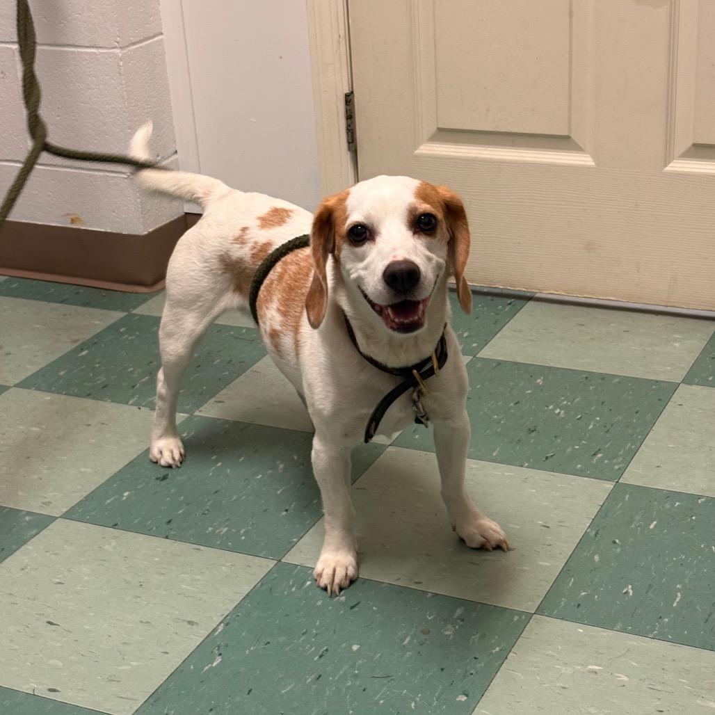 Lucy, a Adoptable Beagle in South Burlington, VT image 5/6