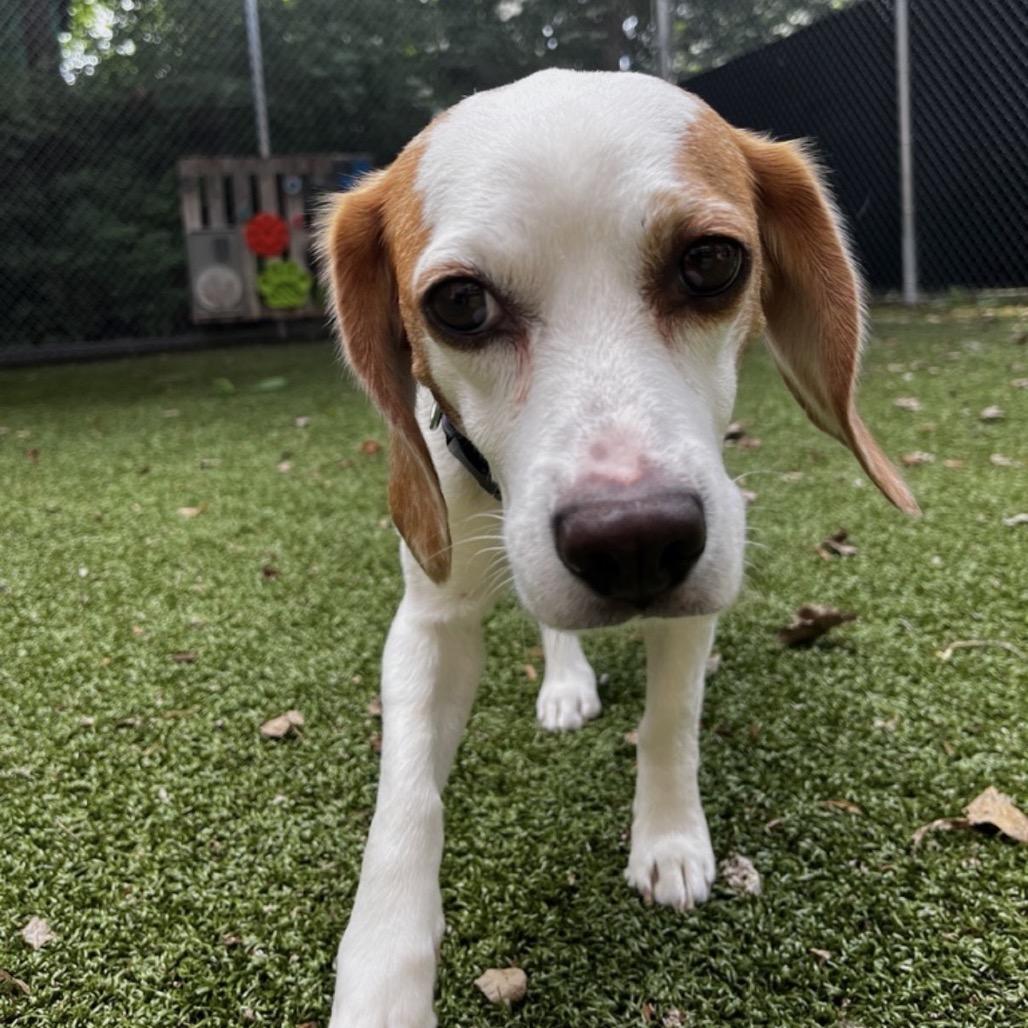 Lucy, a Adoptable Beagle in South Burlington, VT image 6/6