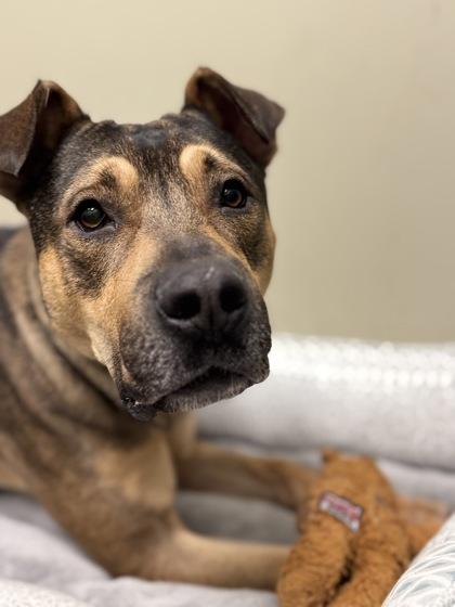 Enlarge Odin, a Adoptable mixed breed in Fishers, IN image 1/3