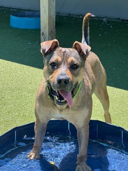 Odin, Adoptable, Adult Male Pit Bull Terrier & German Shepherd Dog.