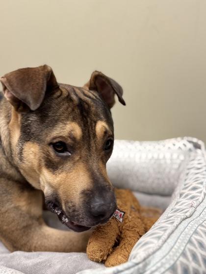 Enlarge Odin, a Adoptable mixed breed in Fishers, IN image 3/3