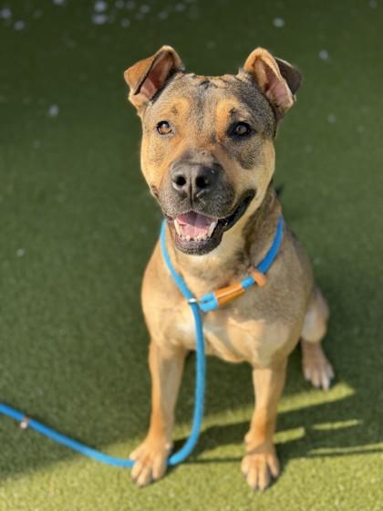 Enlarge Odin, a Adoptable mixed breed in Fishers, IN image 2/3