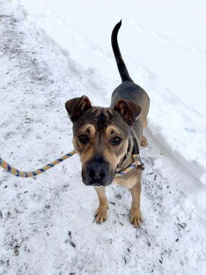 Enlarge Odin, a Adoptable mixed breed in Fishers, IN image 2/3