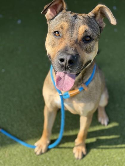 Enlarge Odin, a Adoptable mixed breed in Fishers, IN image 3/3