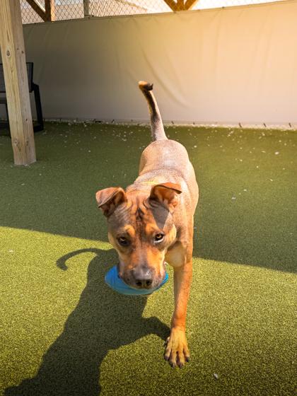 Odin, a Adoptable mixed breed in Fishers, IN image 3/3