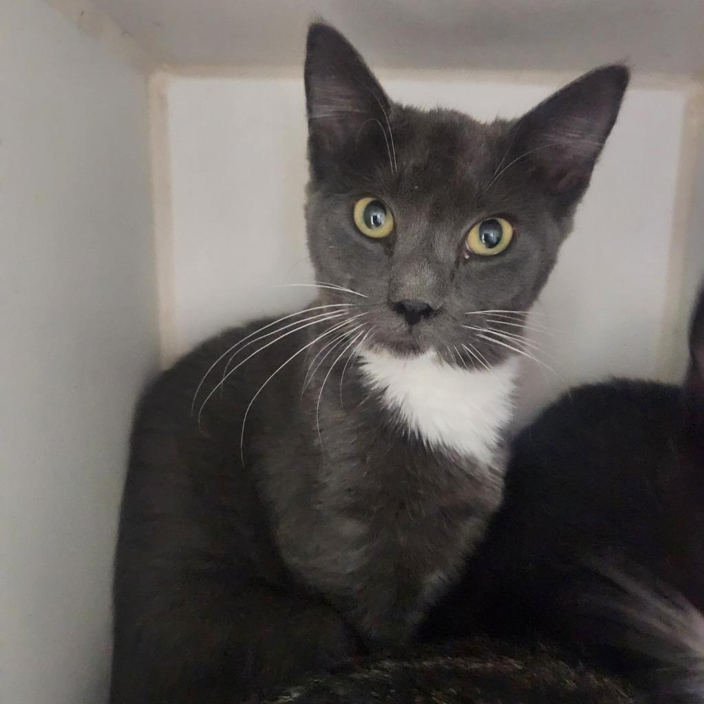 Sage, Adoptable, Kitten Female Domestic Short Hair.