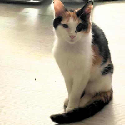 Carin, Adoptable, Young Female Domestic Short Hair.