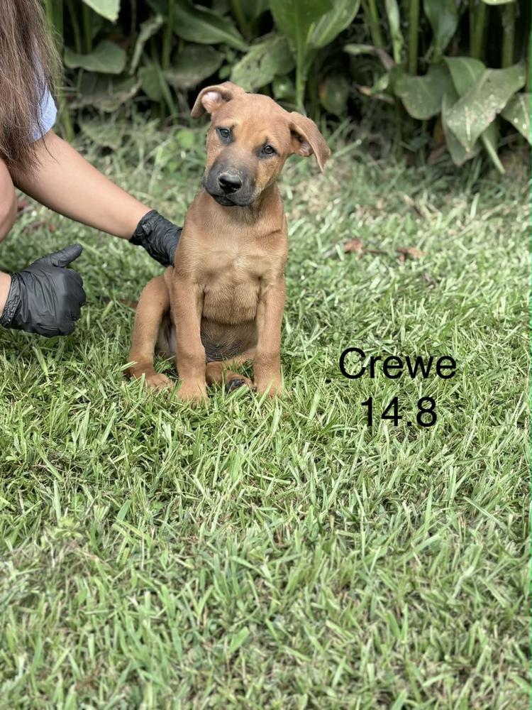Crewe, Adoptable, Young Male Hound & Black Mouth Cur.