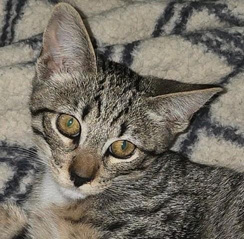 MouseE, Adoptable, Kitten Male Tabby & Domestic Short Hair.