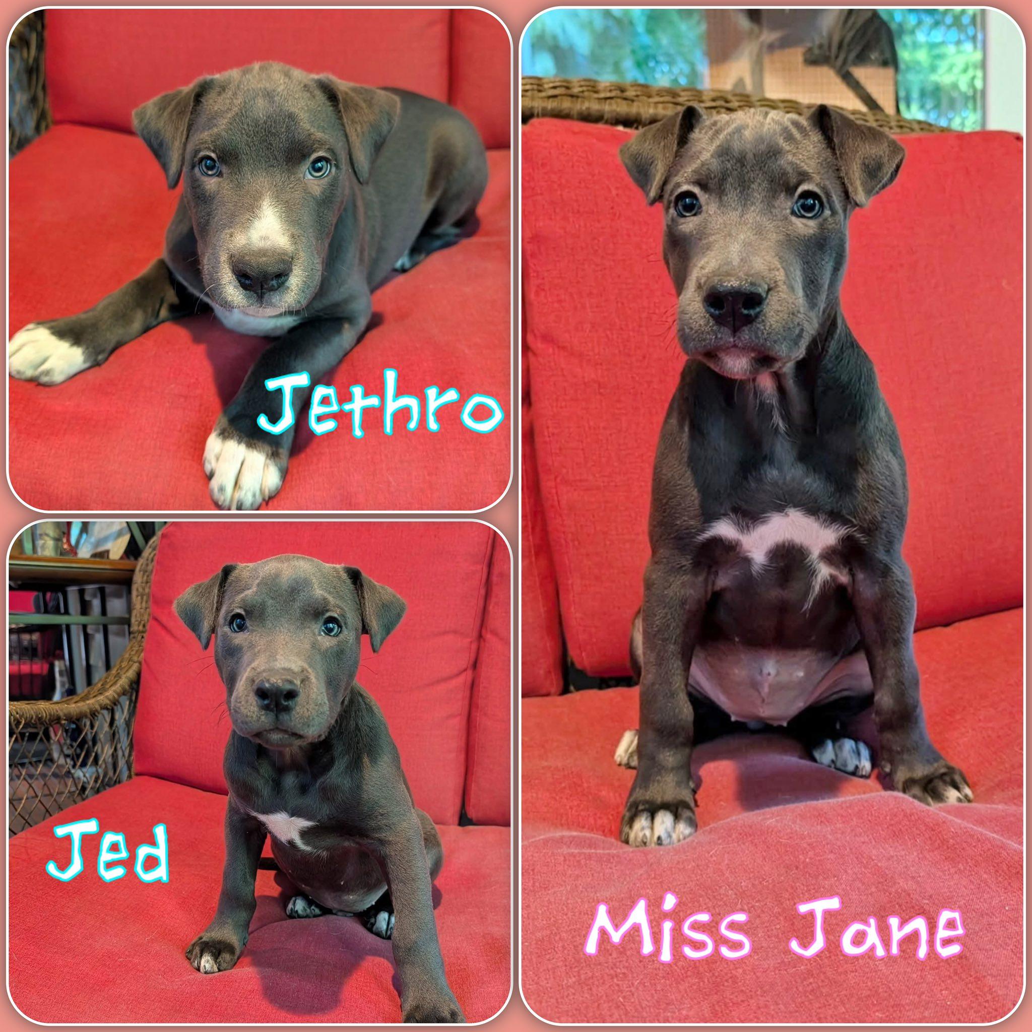 Beverly Hillbillies Litter 2 male 1 female PUPPIES