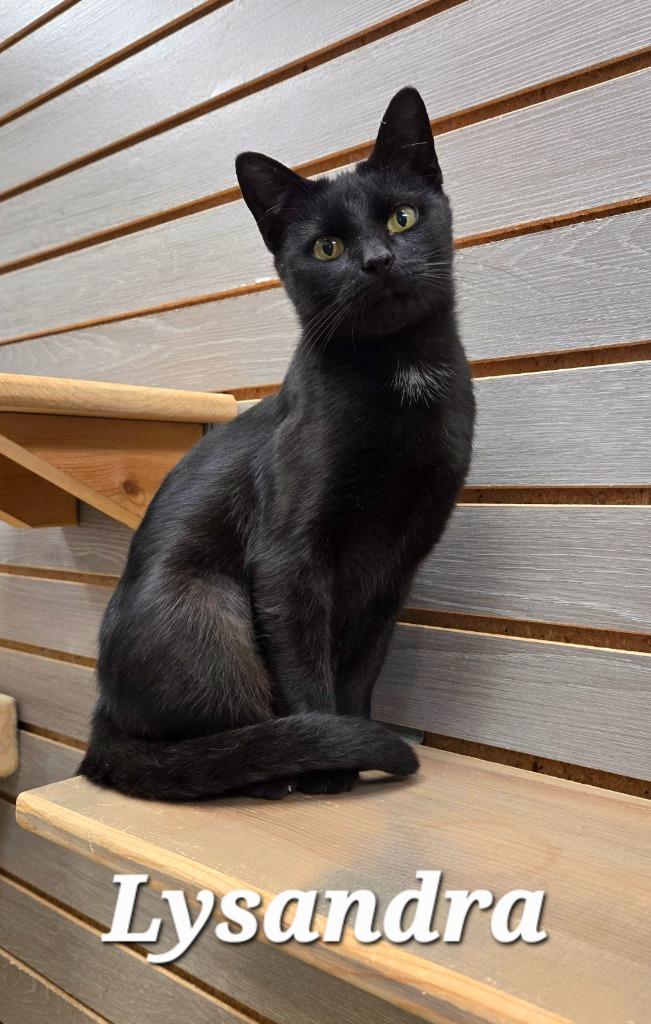 Enlarge Lysandra, a Adoptable mixed breed in Sidney, OH image 1/6