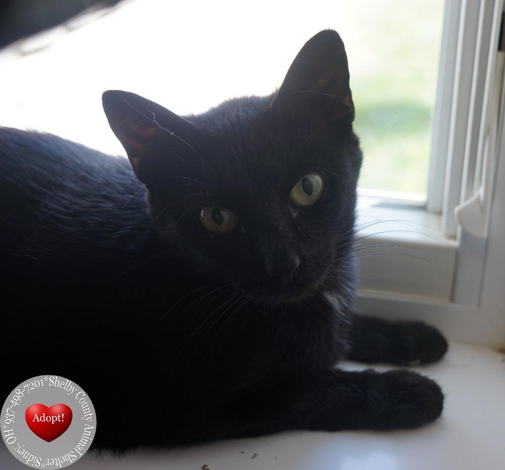 Enlarge Lysandra, a Adoptable mixed breed in Sidney, OH image 2/6