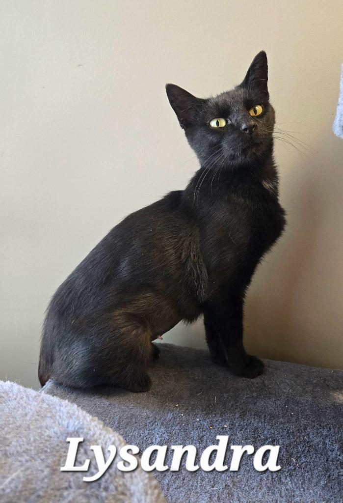 Enlarge Lysandra, a Adoptable mixed breed in Sidney, OH image 3/6