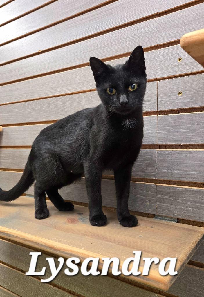Enlarge Lysandra, a Adoptable mixed breed in Sidney, OH image 4/6