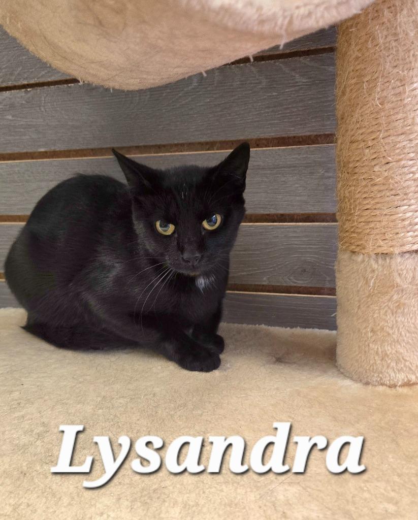 Enlarge Lysandra, a Adoptable mixed breed in Sidney, OH image 5/6