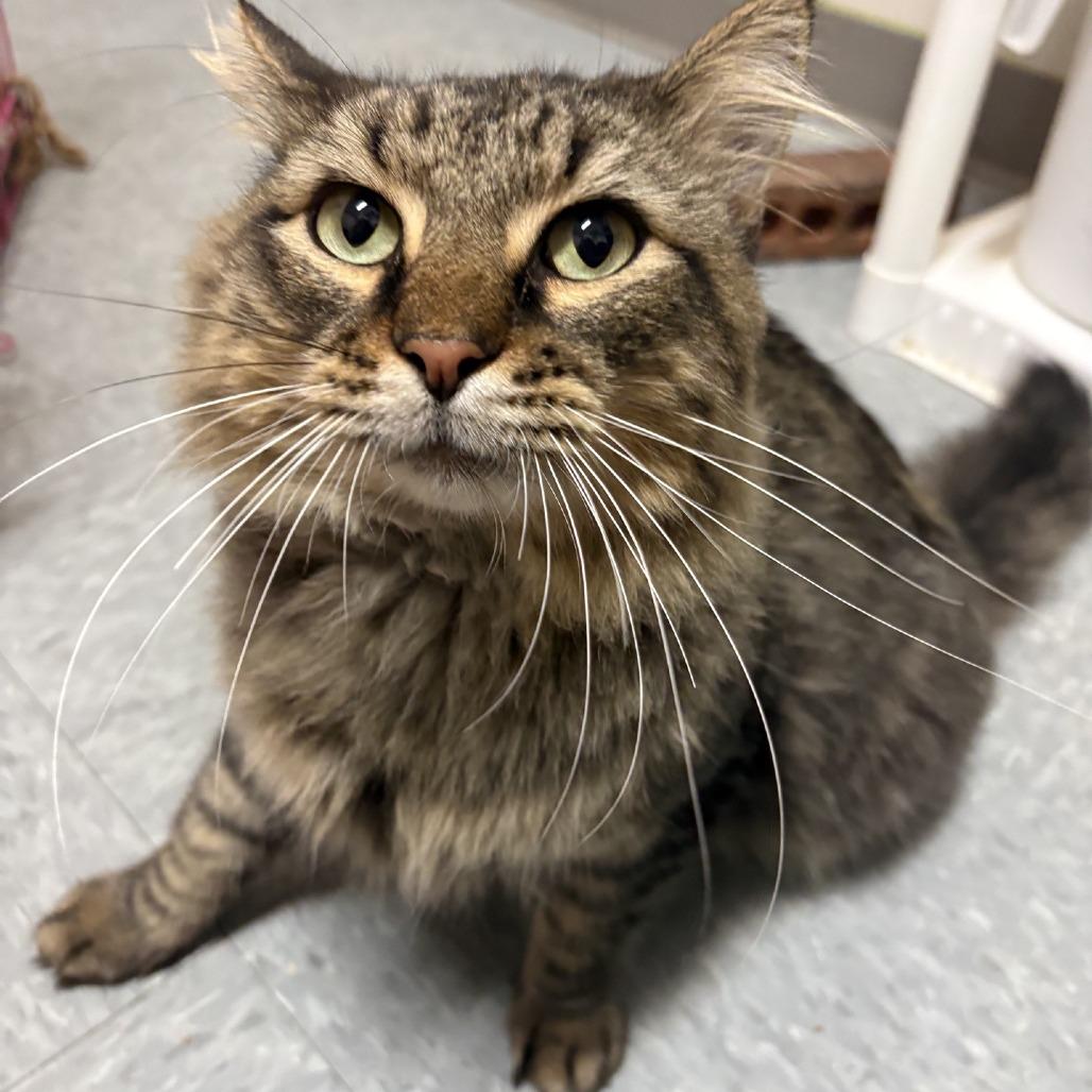Eddie Vedder, Adoptable, Adult Male Domestic Long Hair.