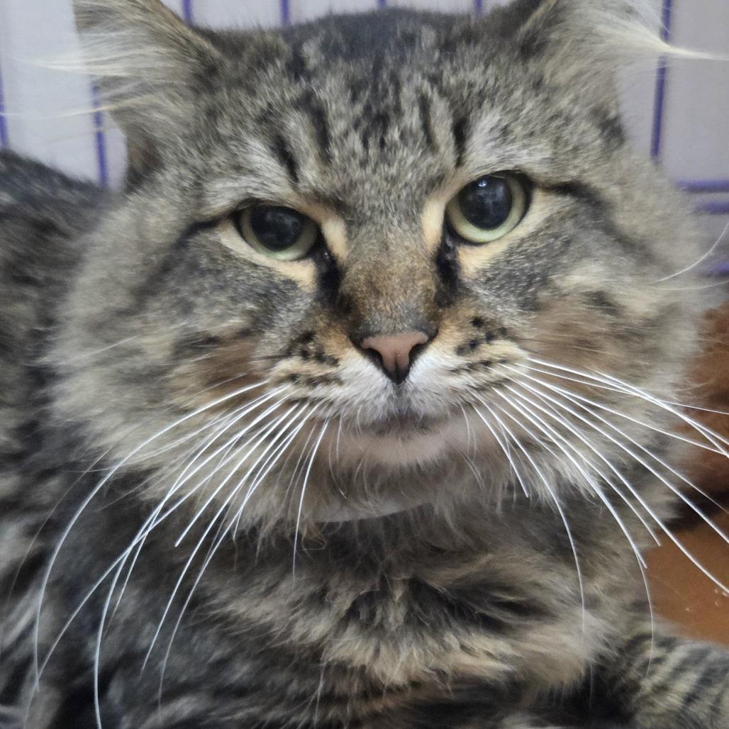 Enlarge Eddie Vedder, a Adoptable Domestic Long Hair in Branson, MO image 2/3