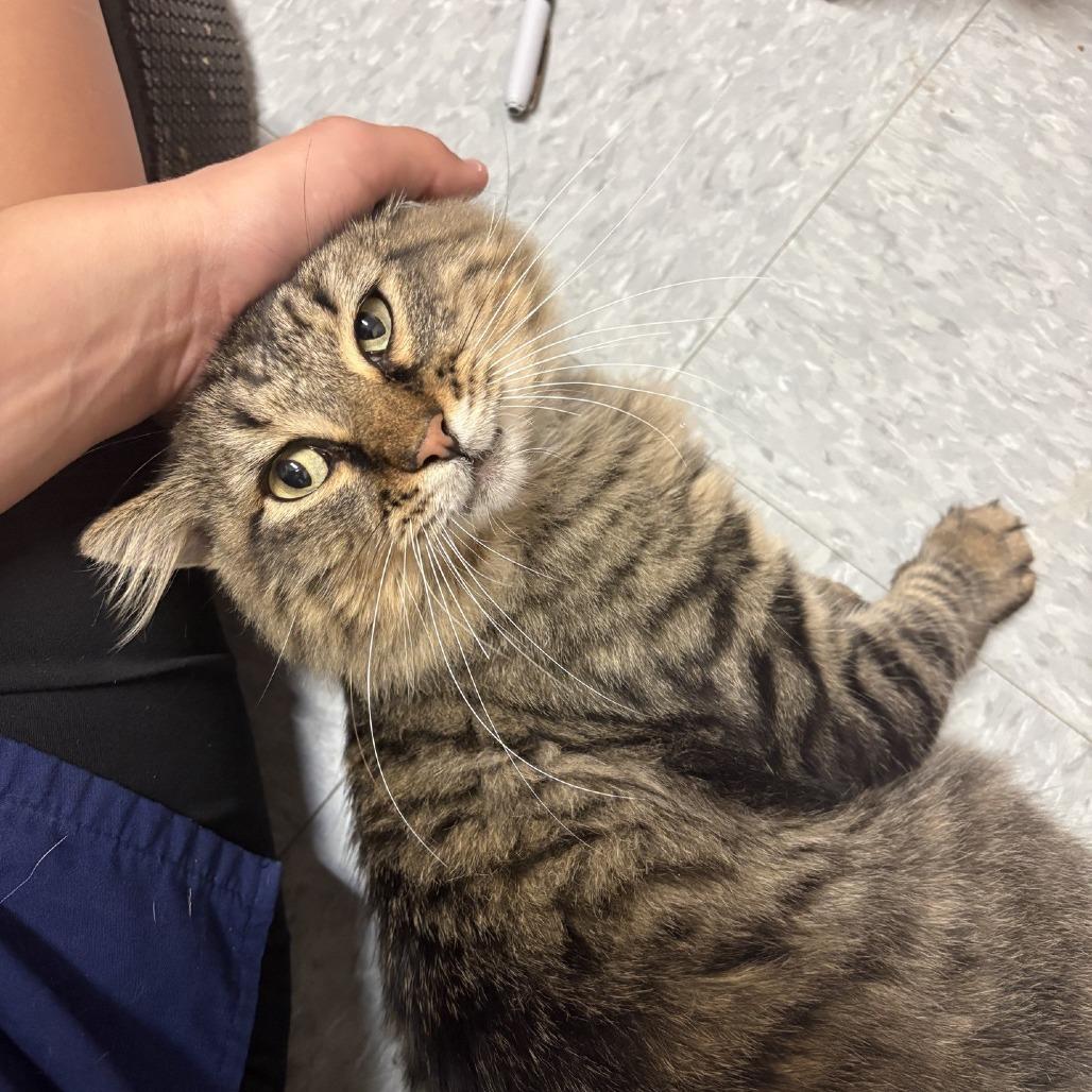 Enlarge Eddie Vedder, a Adoptable Domestic Long Hair in Branson, MO image 3/3
