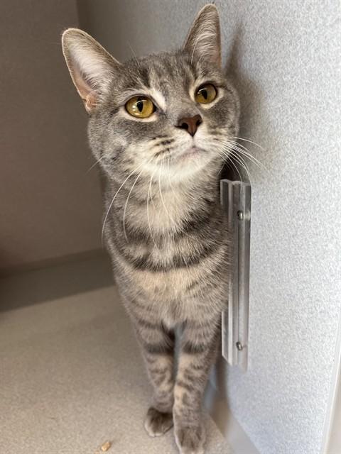 JASMINE, Adoptable, Young Female Domestic Short Hair.