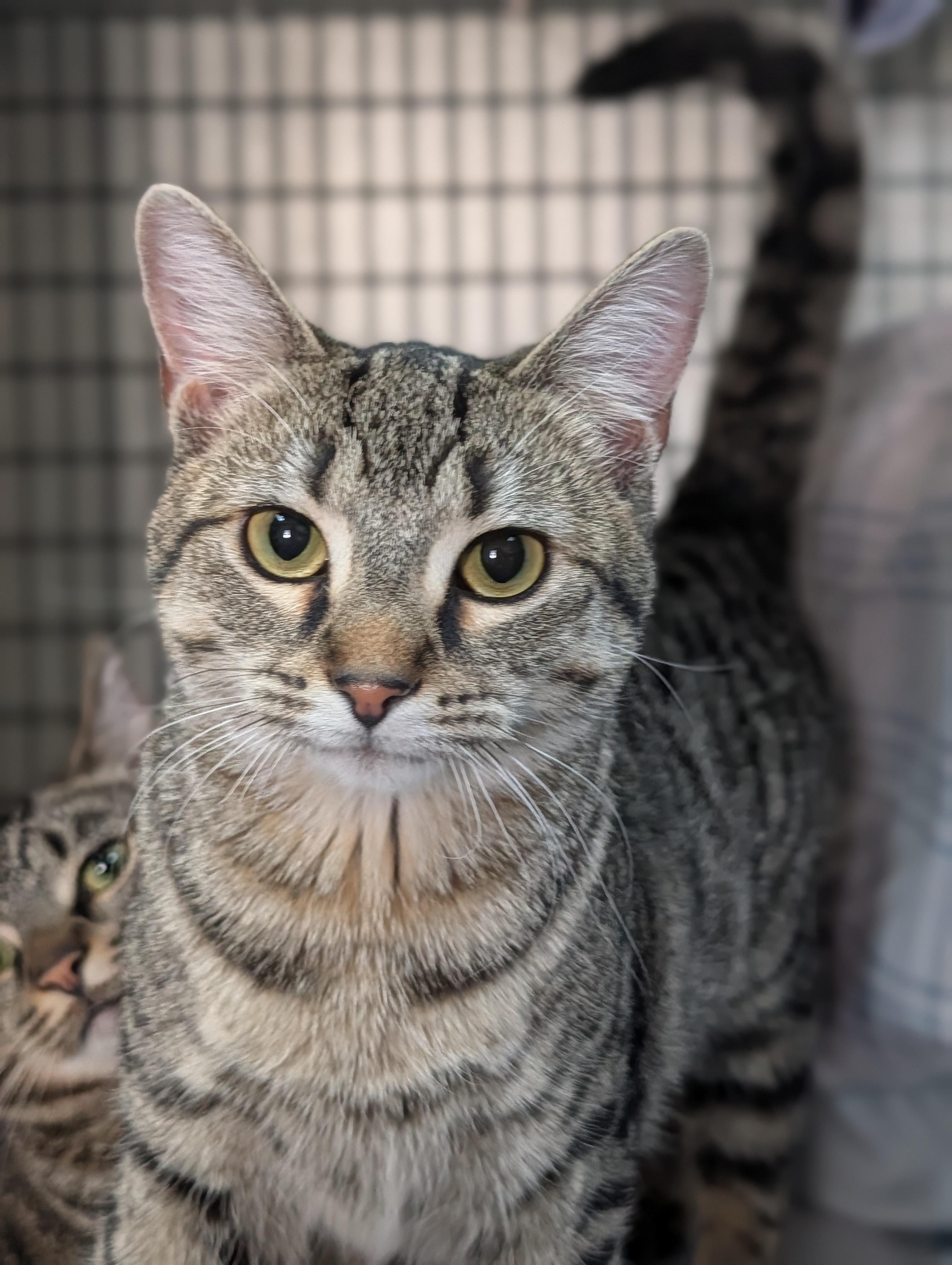 Enlarge Raisin Kate, a ADOPTABLE Domestic Short Hair in Decatur, IL image 1/1