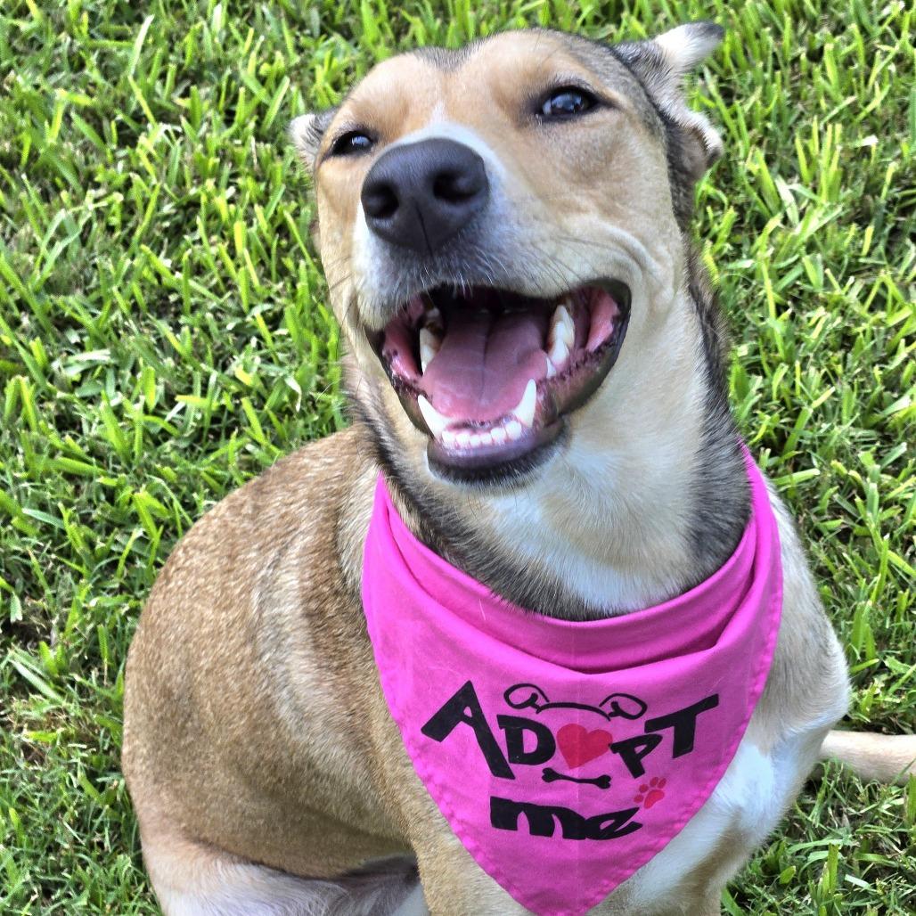 Emmy, Adoptable, Adult Female Shepherd.