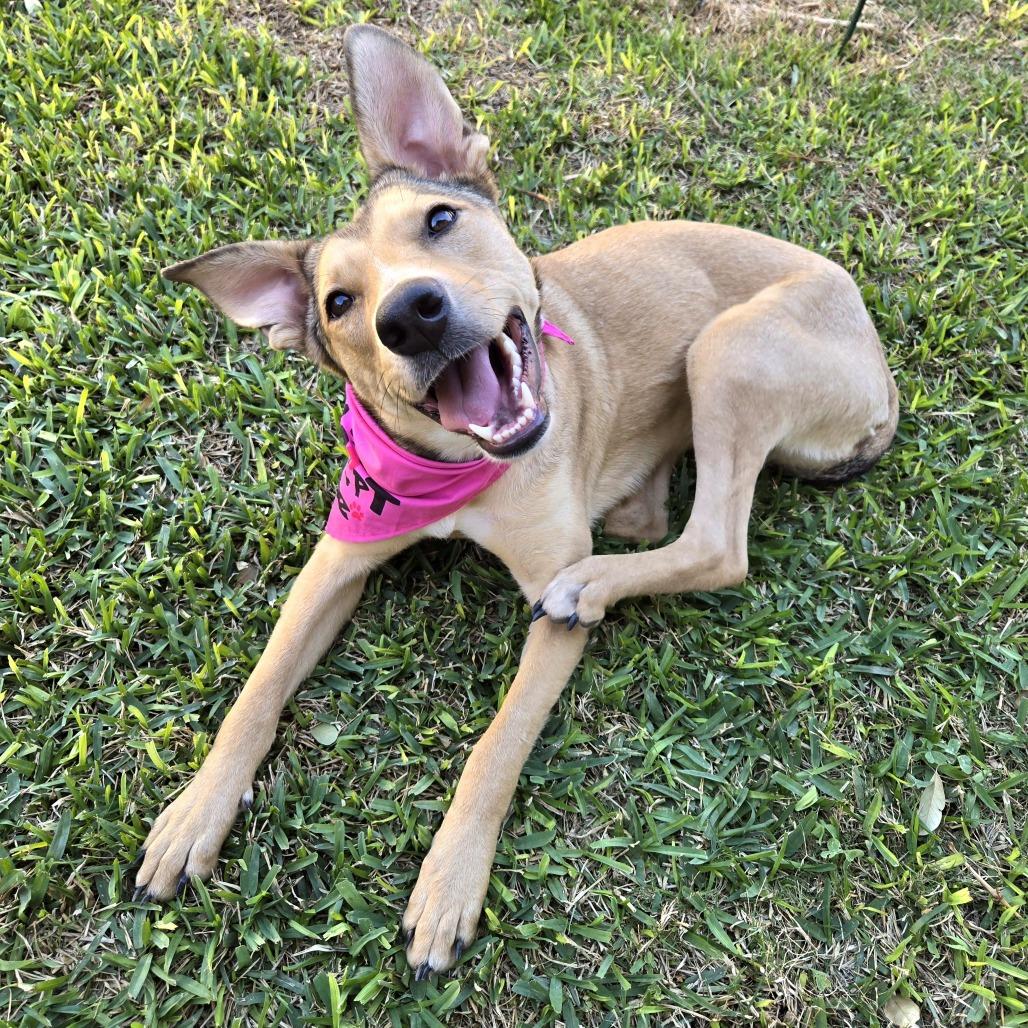 Enlarge Emmy, a Adoptable Shepherd in San Antonio, TX image 2/6