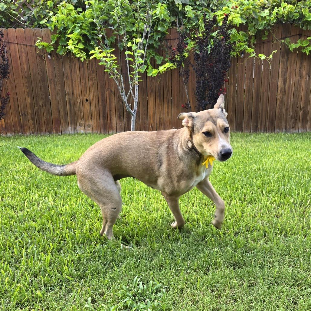Enlarge Emmy, a Adoptable Shepherd in San Antonio, TX image 3/6