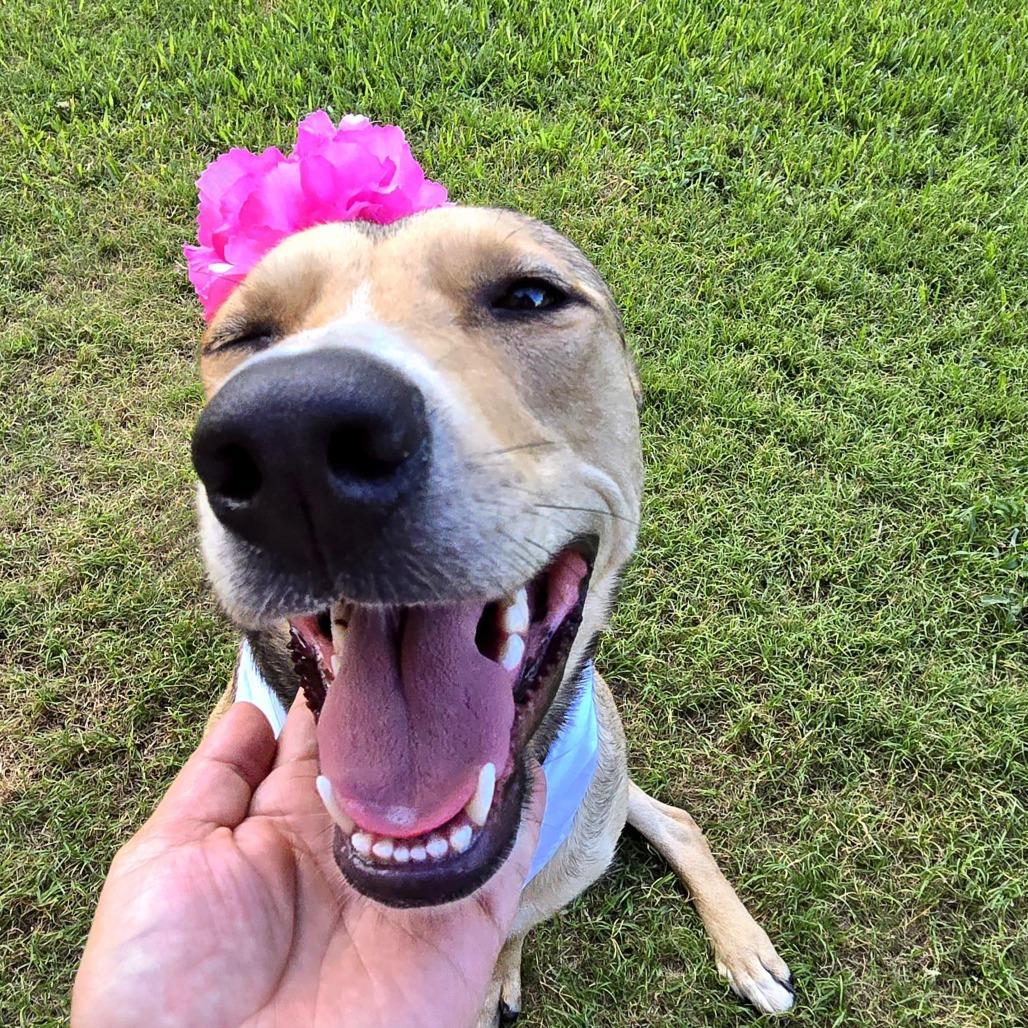 Enlarge Emmy, a Adoptable Shepherd in San Antonio, TX image 4/6
