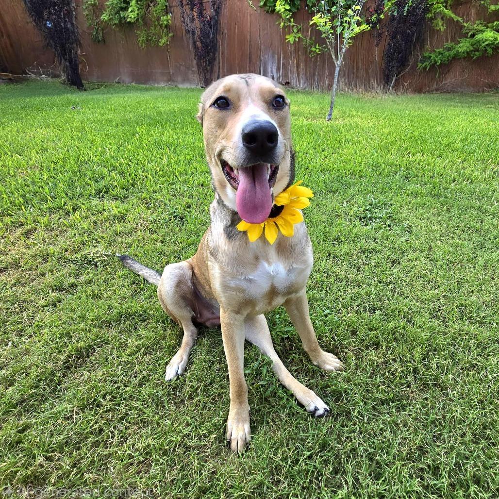Enlarge Emmy, a Adoptable Shepherd in San Antonio, TX image 5/6
