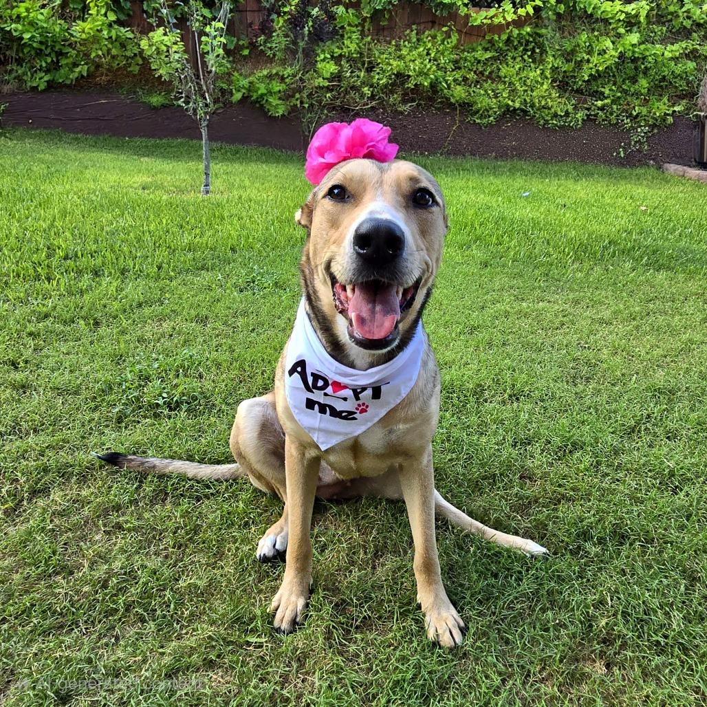 Enlarge Emmy, a Adoptable Shepherd in San Antonio, TX image 6/6