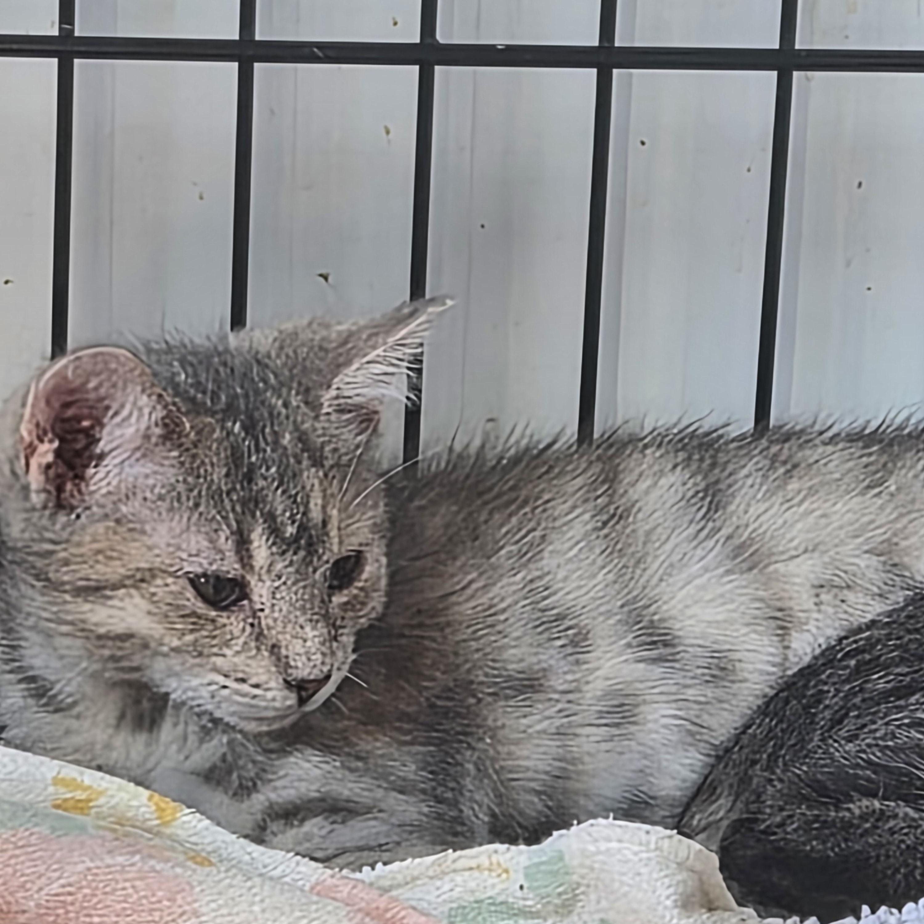 Melody, Adoptable, Kitten Female Domestic Short Hair.