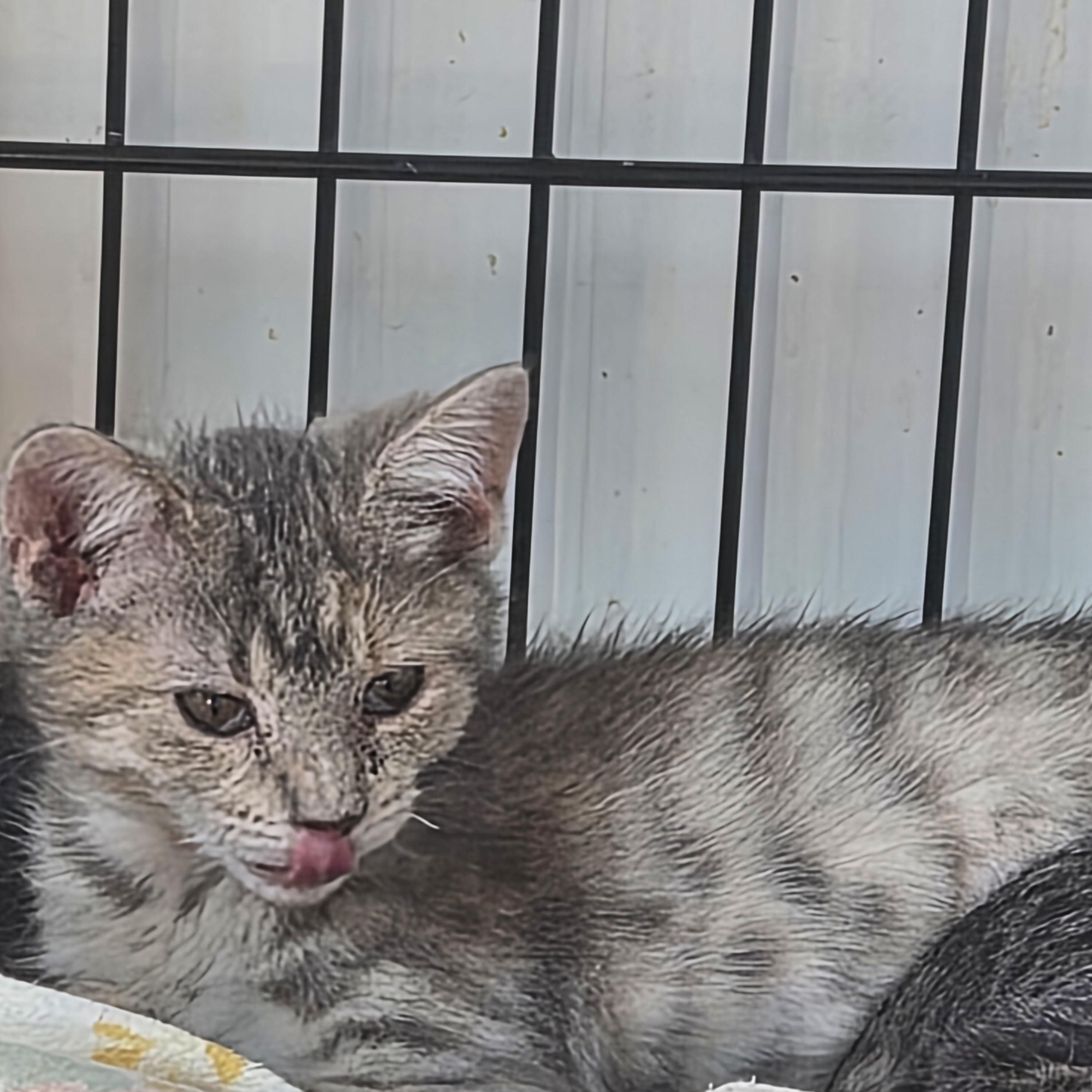 Enlarge Melody, a Adoptable Domestic Short Hair in Greeley, CO image 3/3