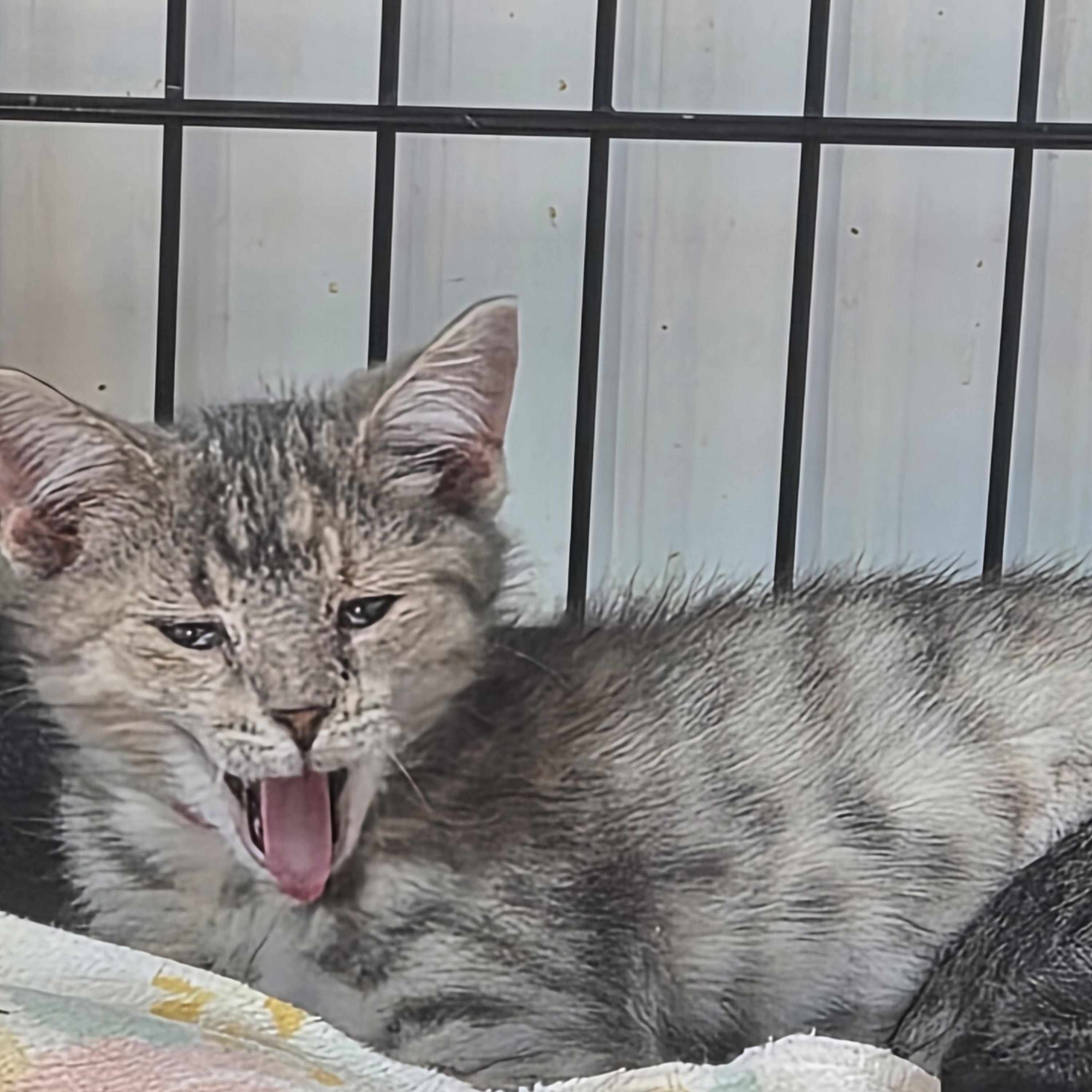 Enlarge Melody, a Adoptable Domestic Short Hair in Greeley, CO image 2/3