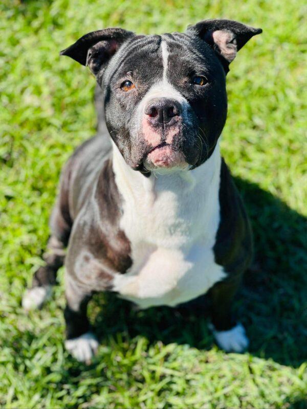 Enlarge Rescue Only- AC- 5325 "Hailey", a Adopted mixed breed in Conyers, GA image 1/3